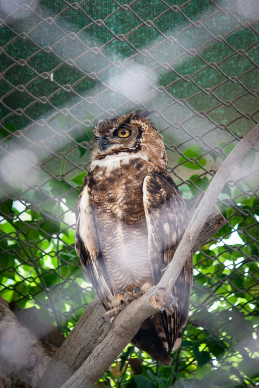 a small owl is sitting on the tree nch