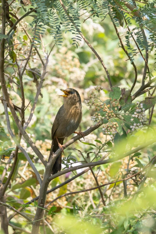 a bird sits on a nch among leaves and trees
