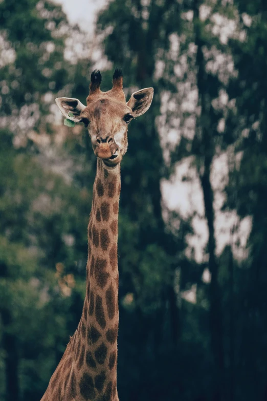 a giraffe standing alone next to trees in an enclosure