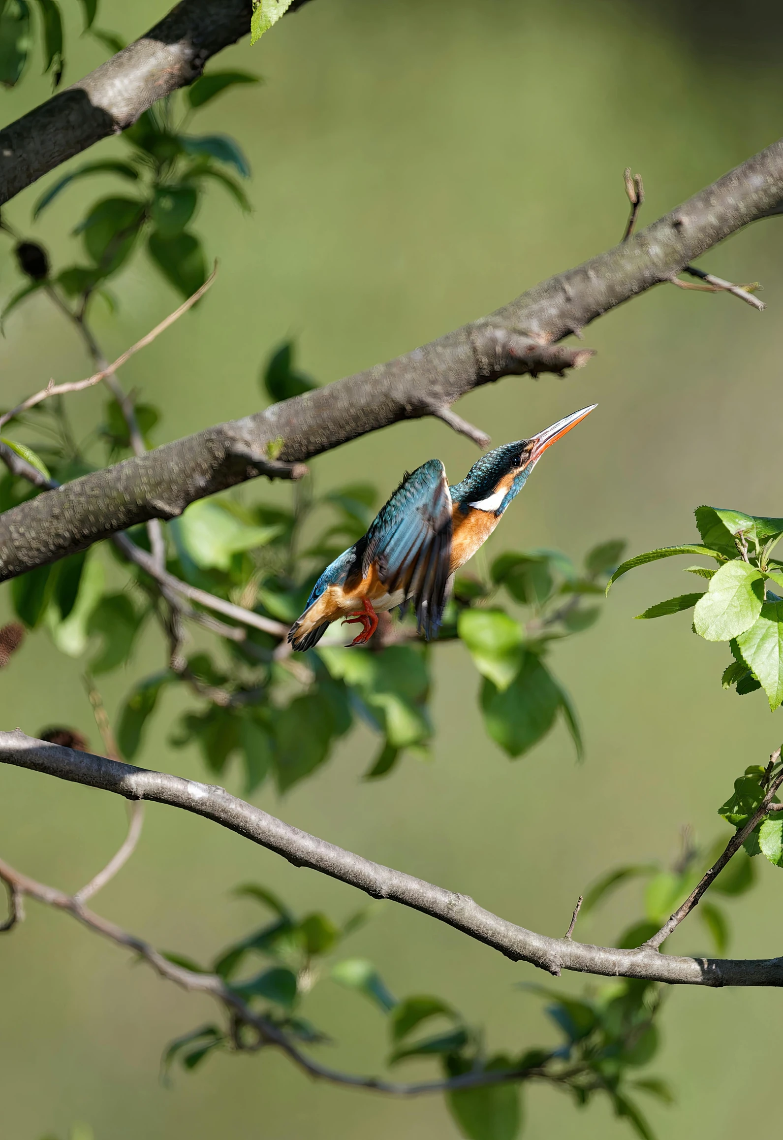 a bird perched on top of a tree nch