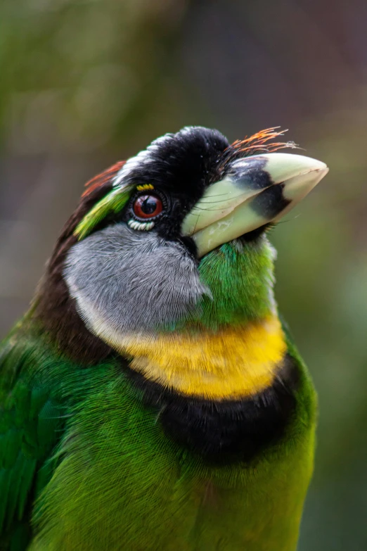 a close up of a multi - colored bird with blurry background