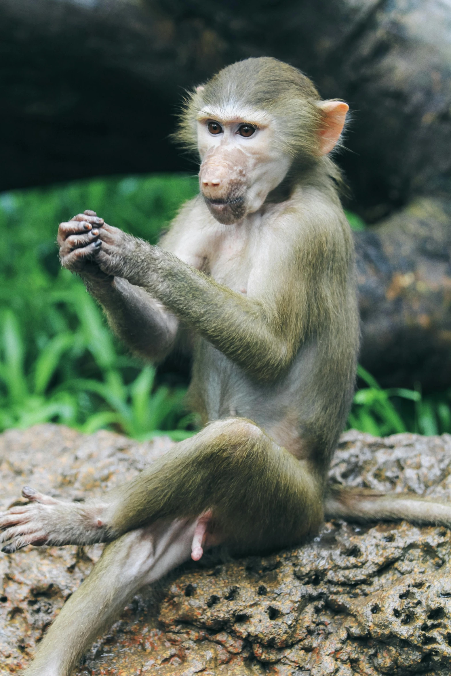a young monkey with hand up in front of a fallen log
