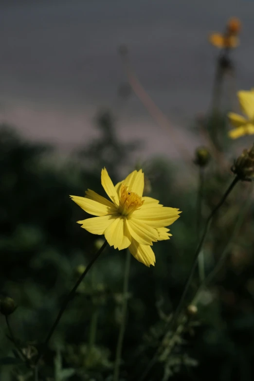 a close up of a bunch of flowers in a field