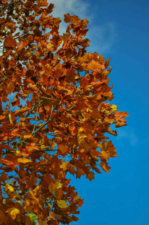 some leaves on a tree by the water