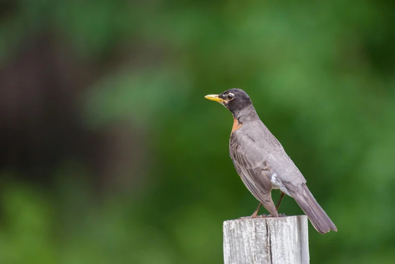 a small bird is sitting on the fence post