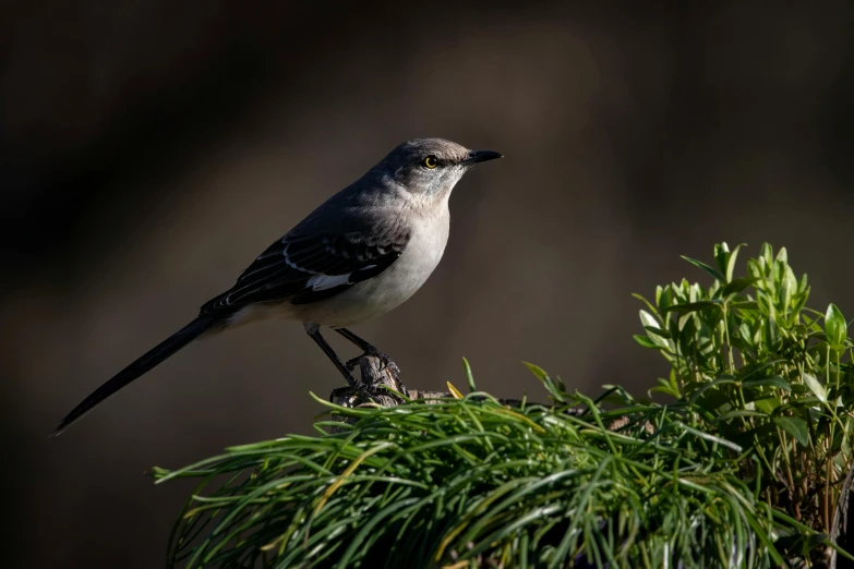 a grey and black bird perched on a tree nch