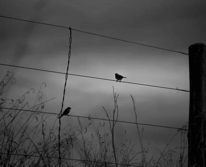 two birds perch on a wire fence looking over the weeds