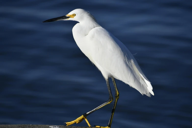 white egret with yellow legs perched on a rock