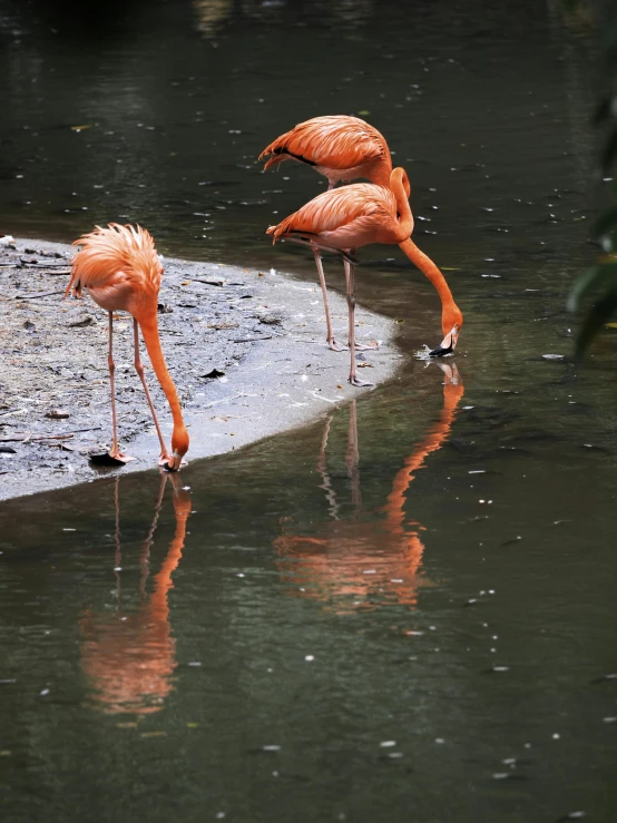 three flamingos standing in a body of water