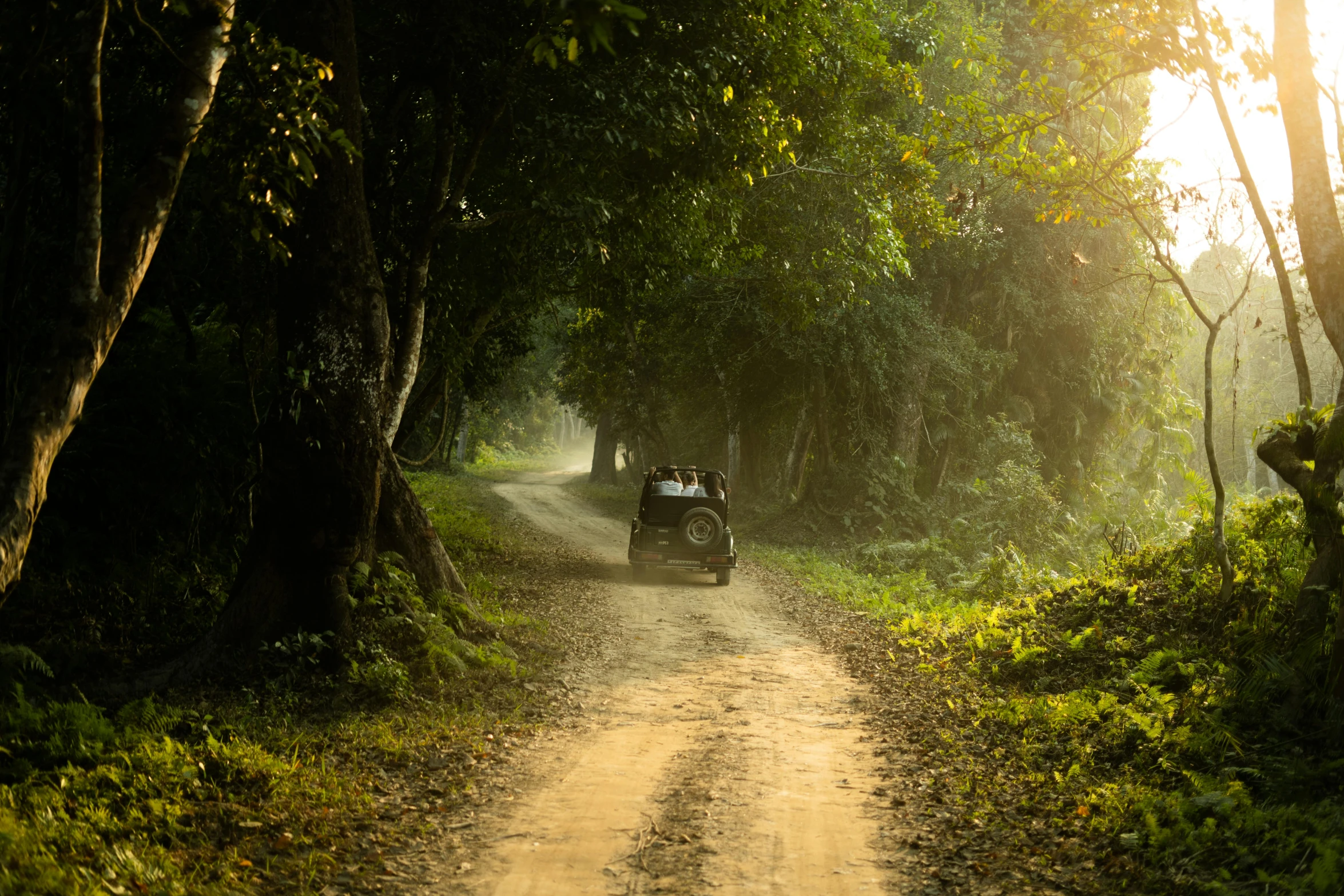 a jeep drives down a dirt road between two forest trees