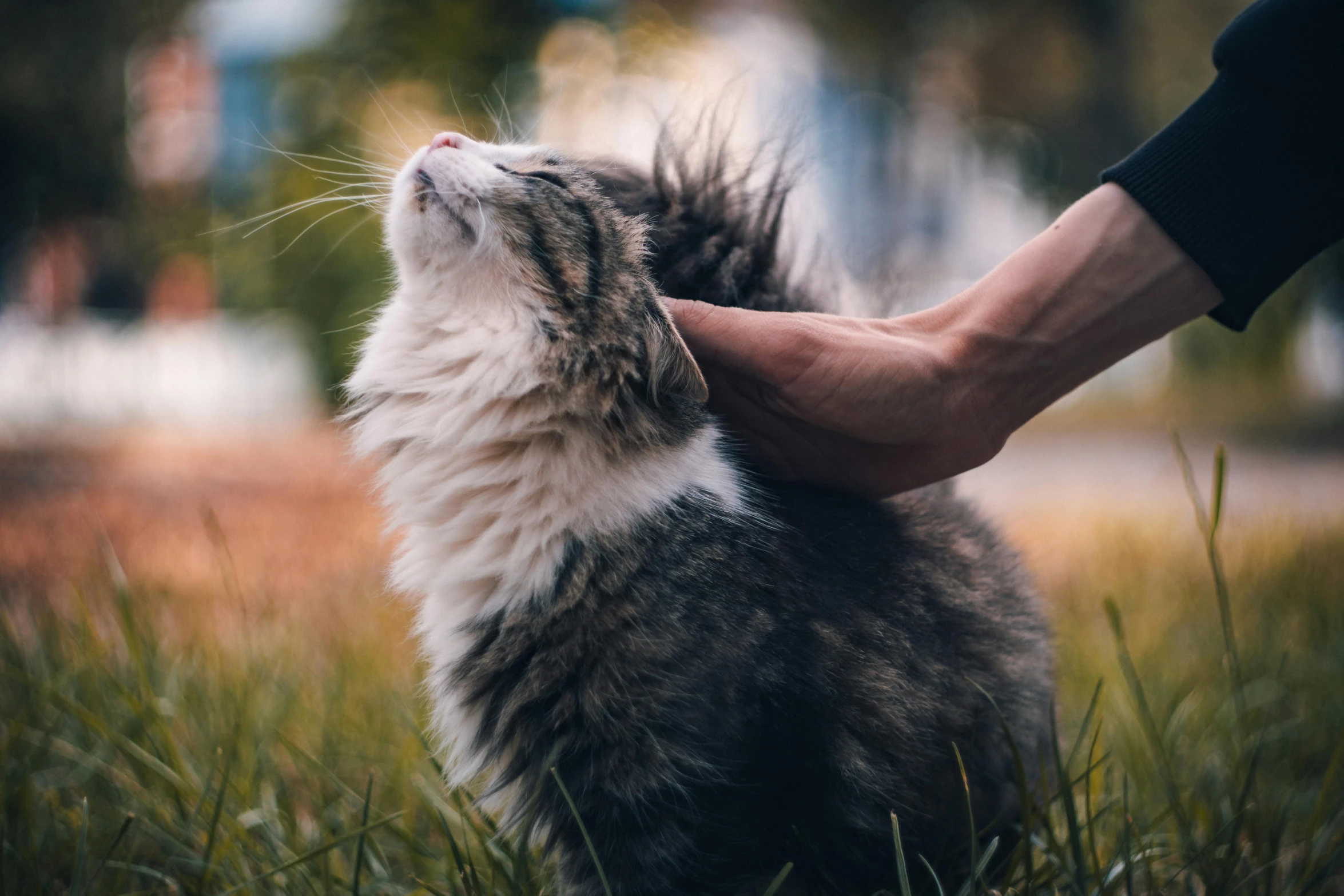 a cat has its face being held by someone's hands