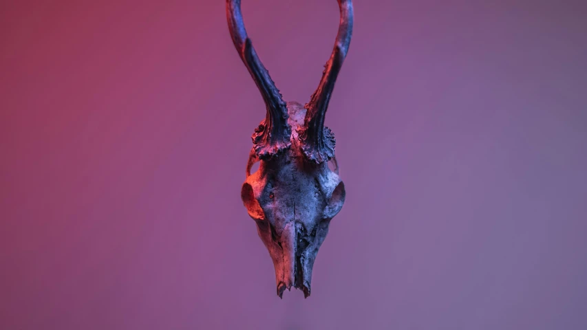 an animal head with a lot of pink and purple light