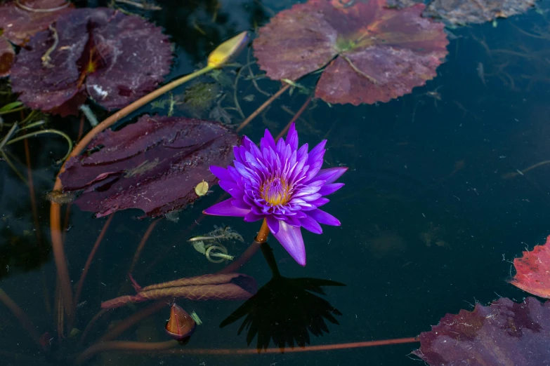 a water lily in a pond next to leaves and other plants