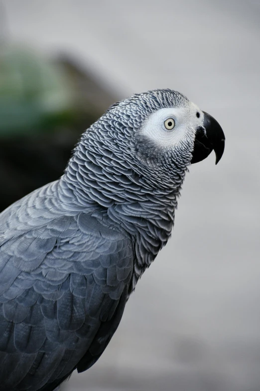 a large bird with white and black feathers and a blue head