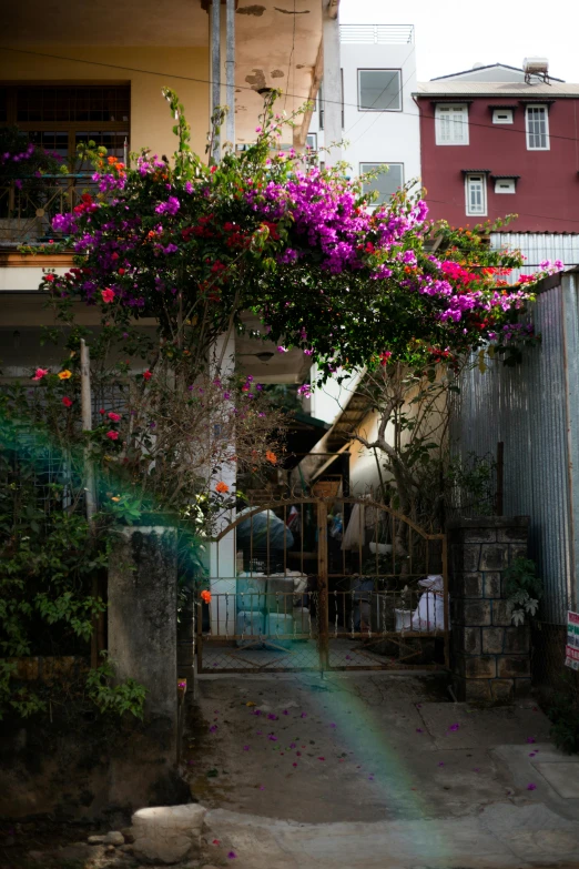 an alleyway has many hanging plants and purple flowers