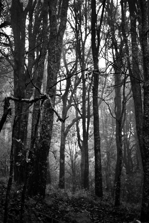 foggy woods in the winter months black and white po