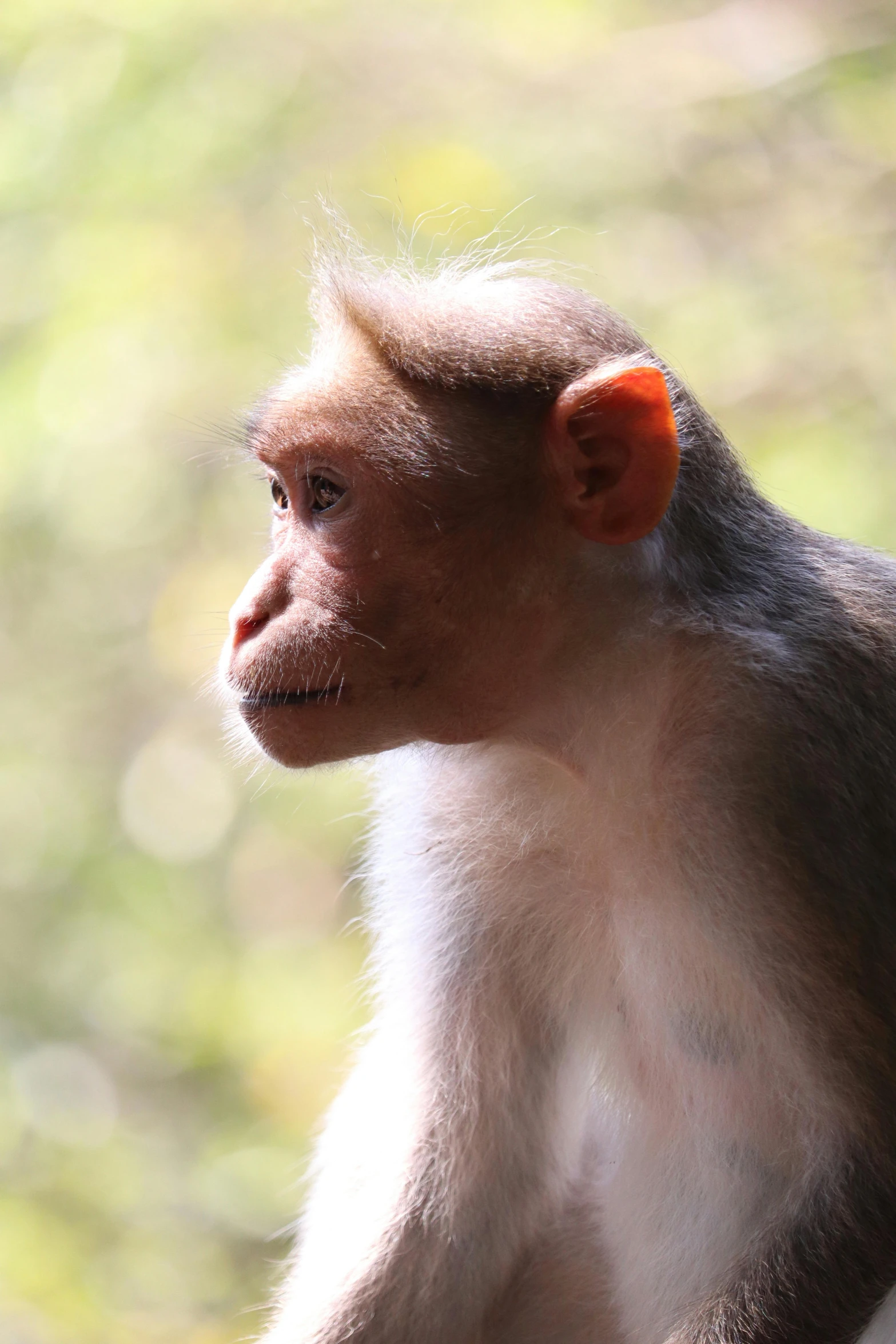 a monkey sitting on top of a tree