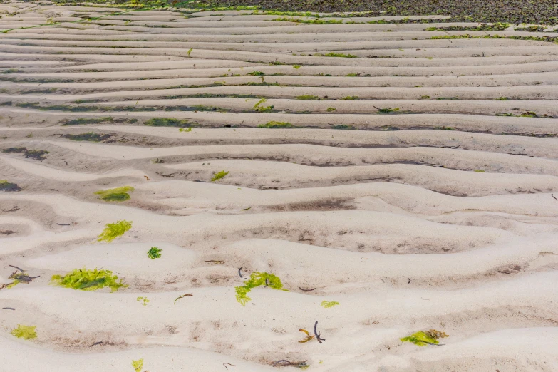 several green plants in the sand of an empty beach