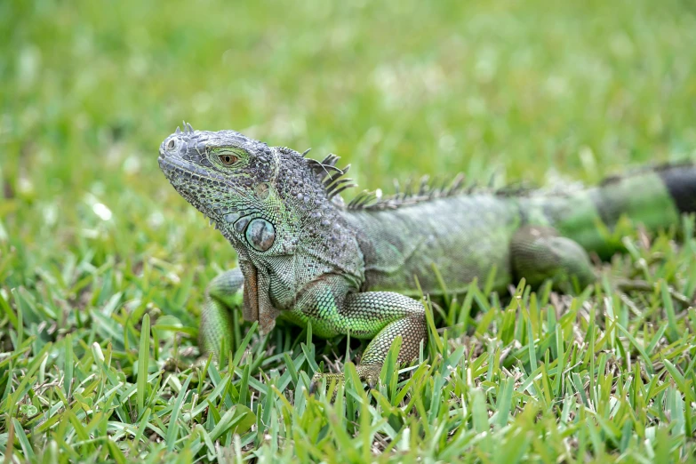 an iguana walking through the grass while eating some grass