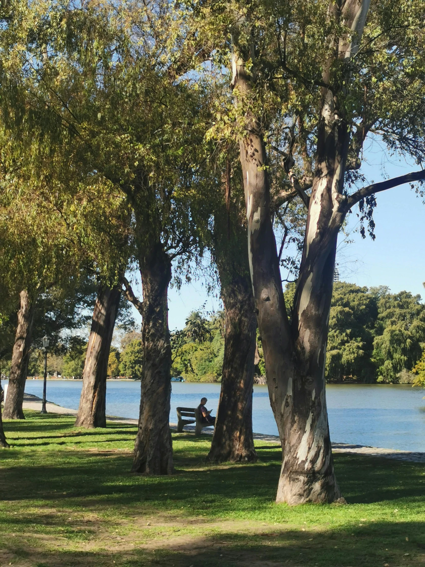 people sitting on park bench next to tree's and water