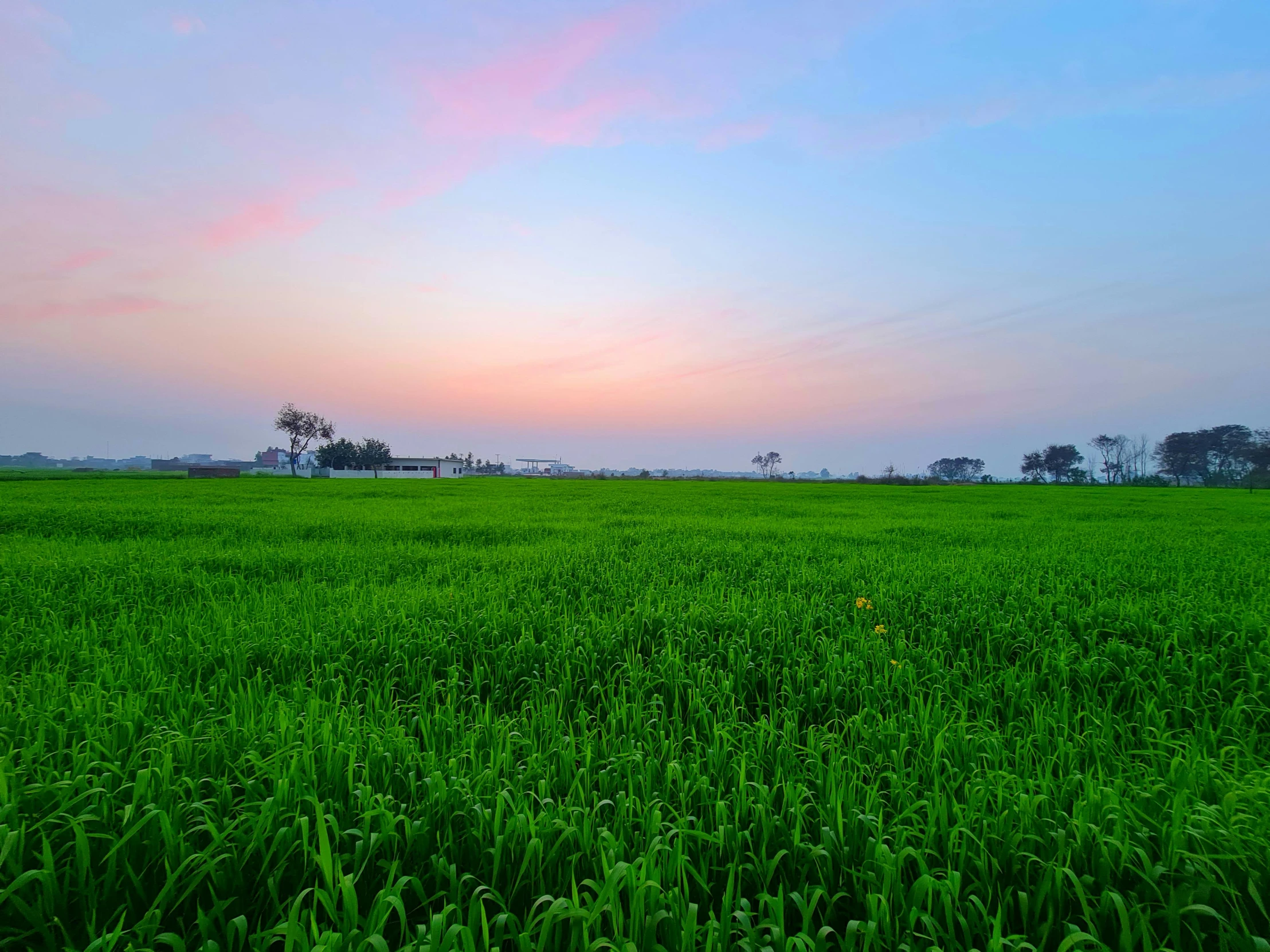 a picture of a very wide grassy field