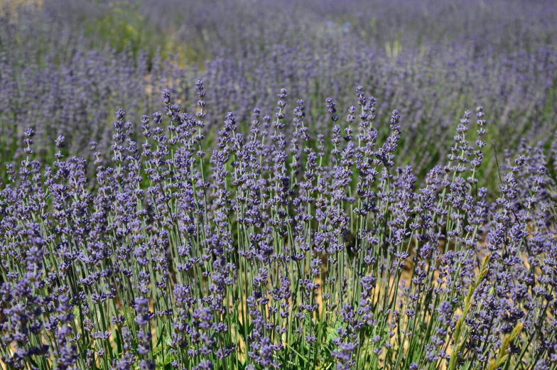 large field of lavender flowers in a sunny day