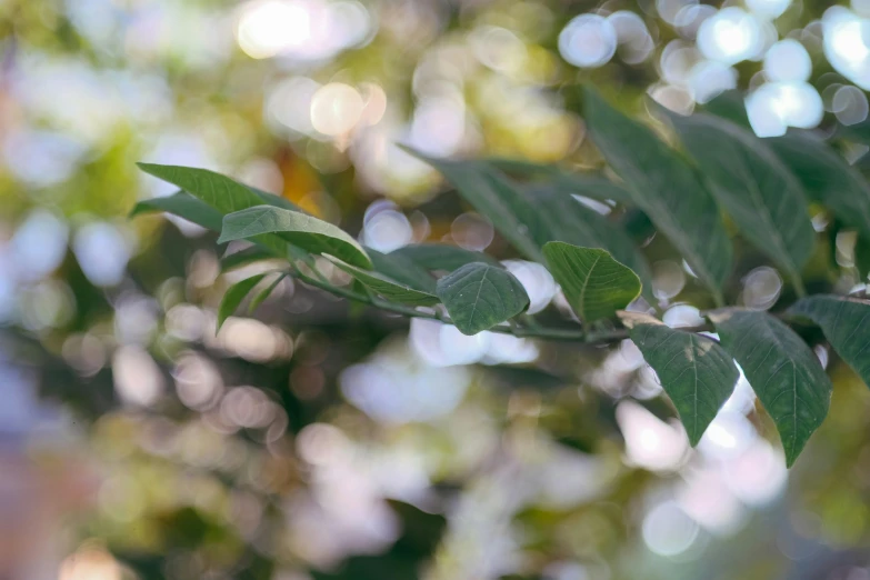 an image of leaves growing on trees