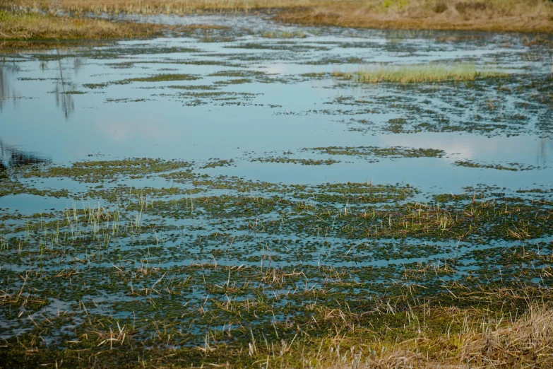 a pond filled with lots of green plants