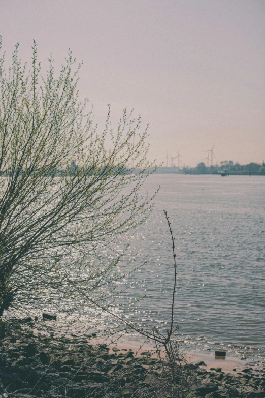 a tree by the beach is next to water