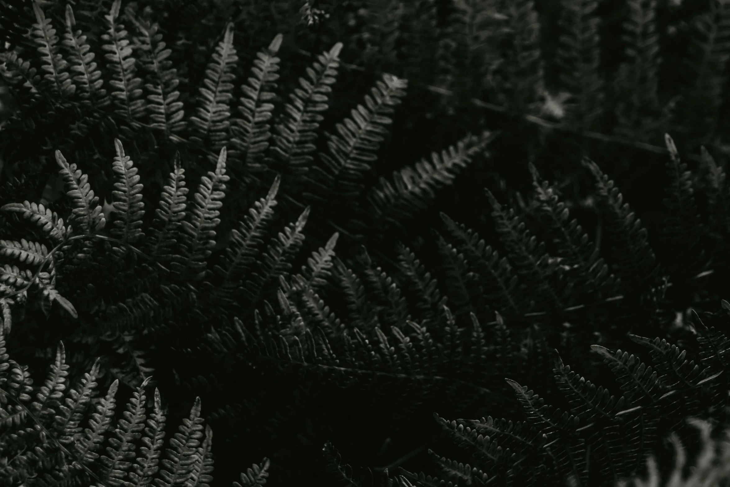 plants growing close to each other in black and white