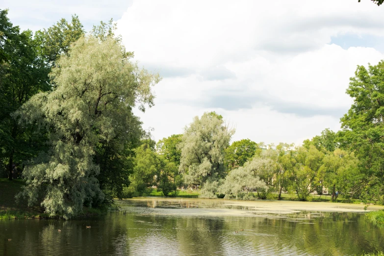 green trees and water are shown in the foreground