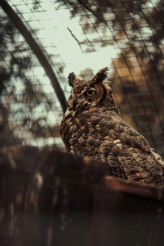 the owl has it's eyes closed and stands on a piece of wood