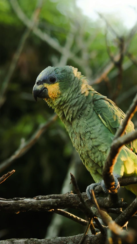 a bird sits on the nch of a tree