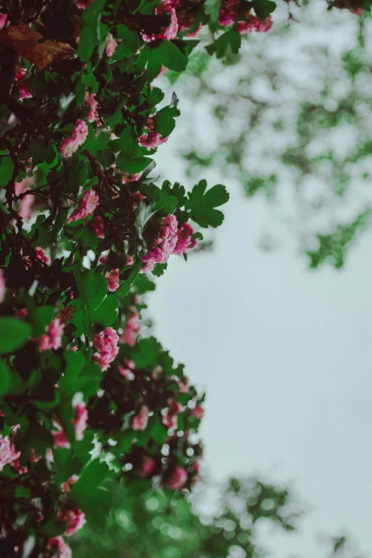 a nch with flowers and leaves against a white sky