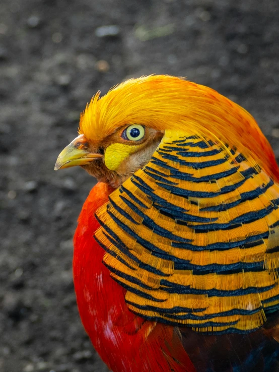 a colorful bird standing on a gravel ground
