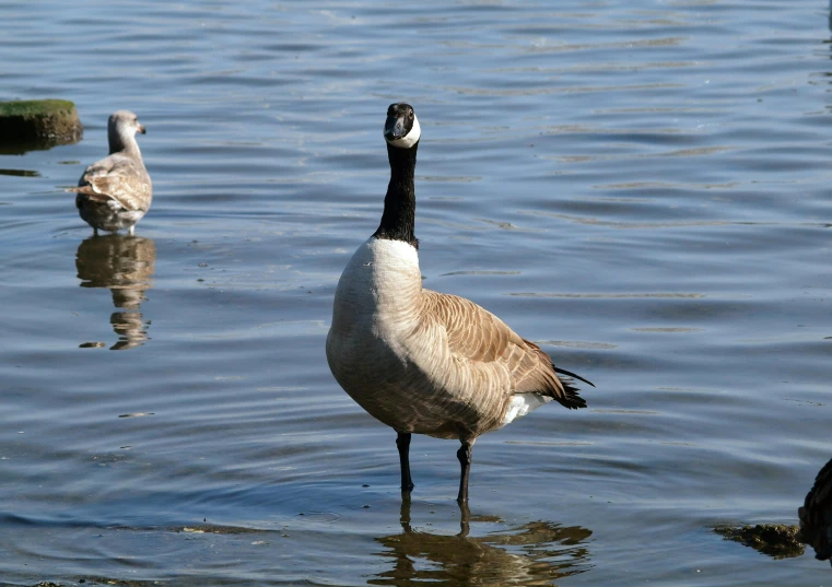 a couple of birds that are standing in some water