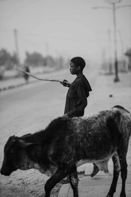 the  is walking behind a goat