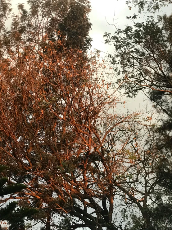 a tree stands in the foreground, near a sign