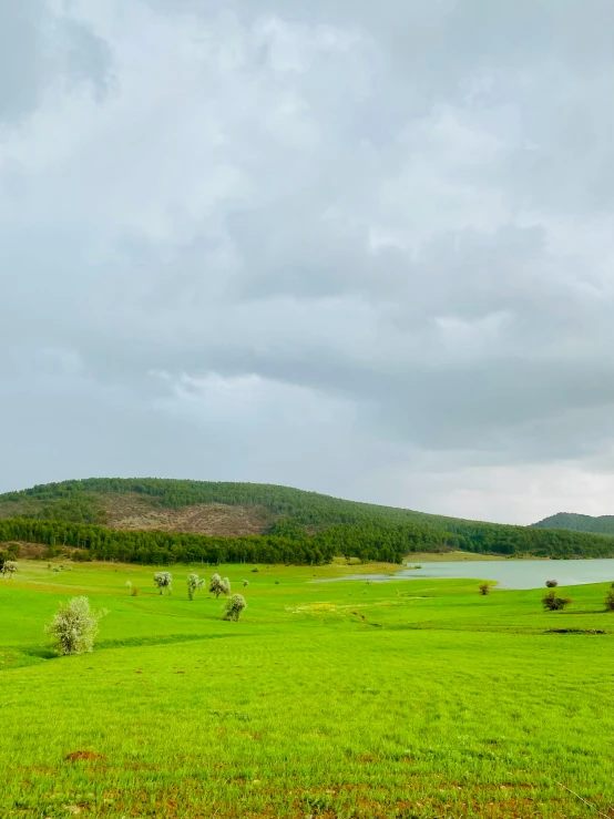 a group of cows in a field by a lake