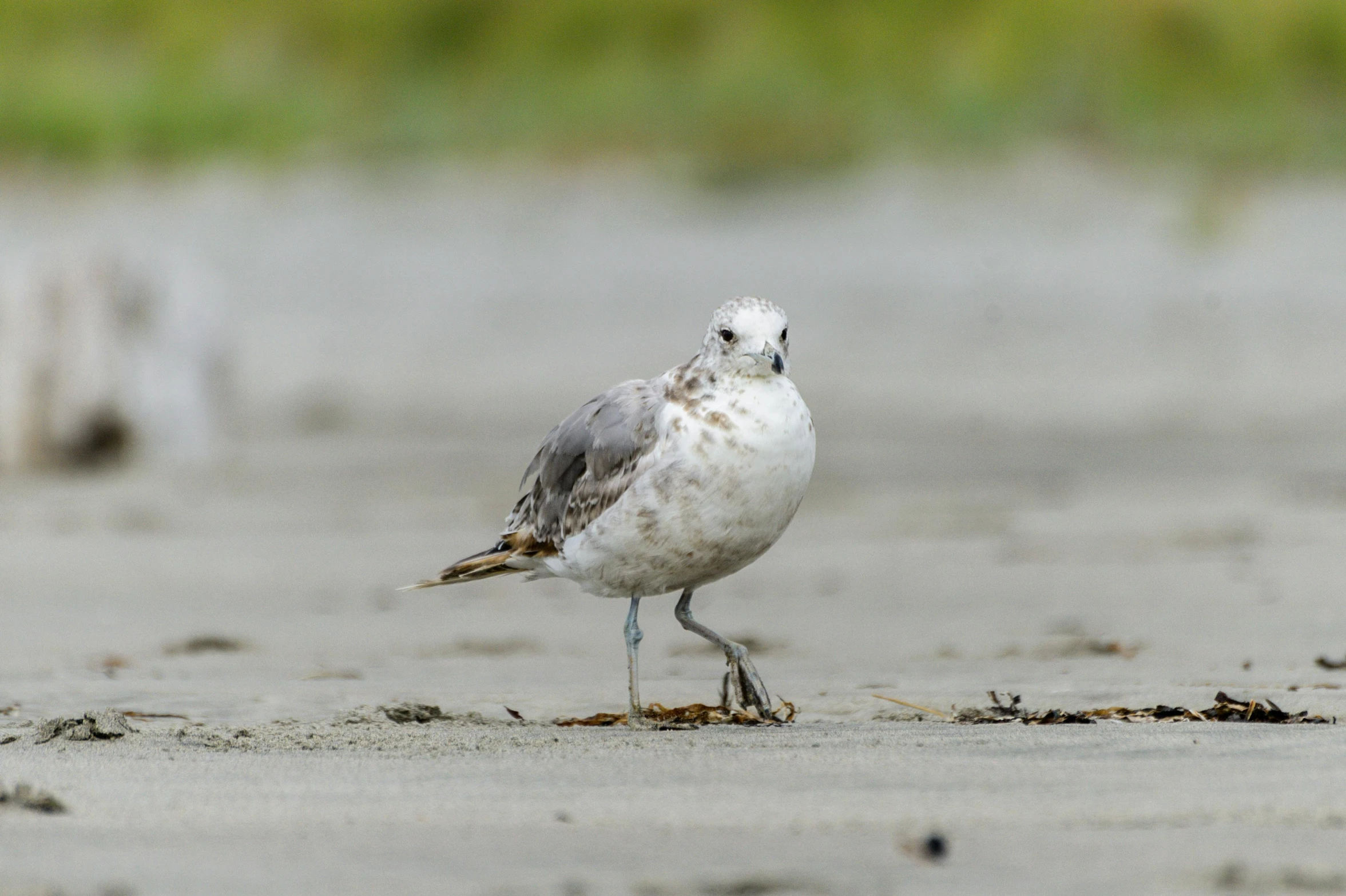 a bird walking along a sandy beach on a rainy day