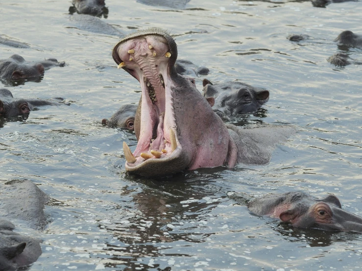 hippopotamuss, with their heads down and mouths open in the water