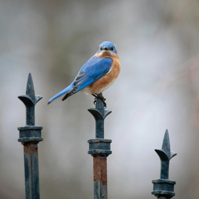 a blue bird is sitting on a wrought iron fence