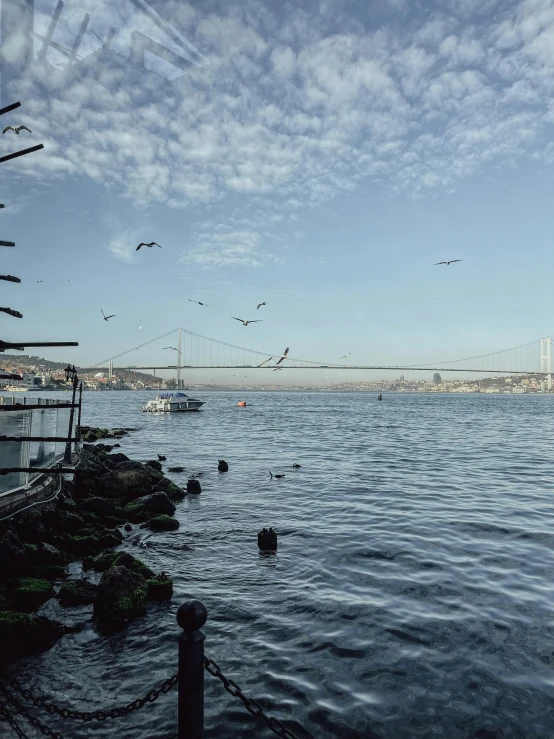 birds flying over the ocean near a bridge