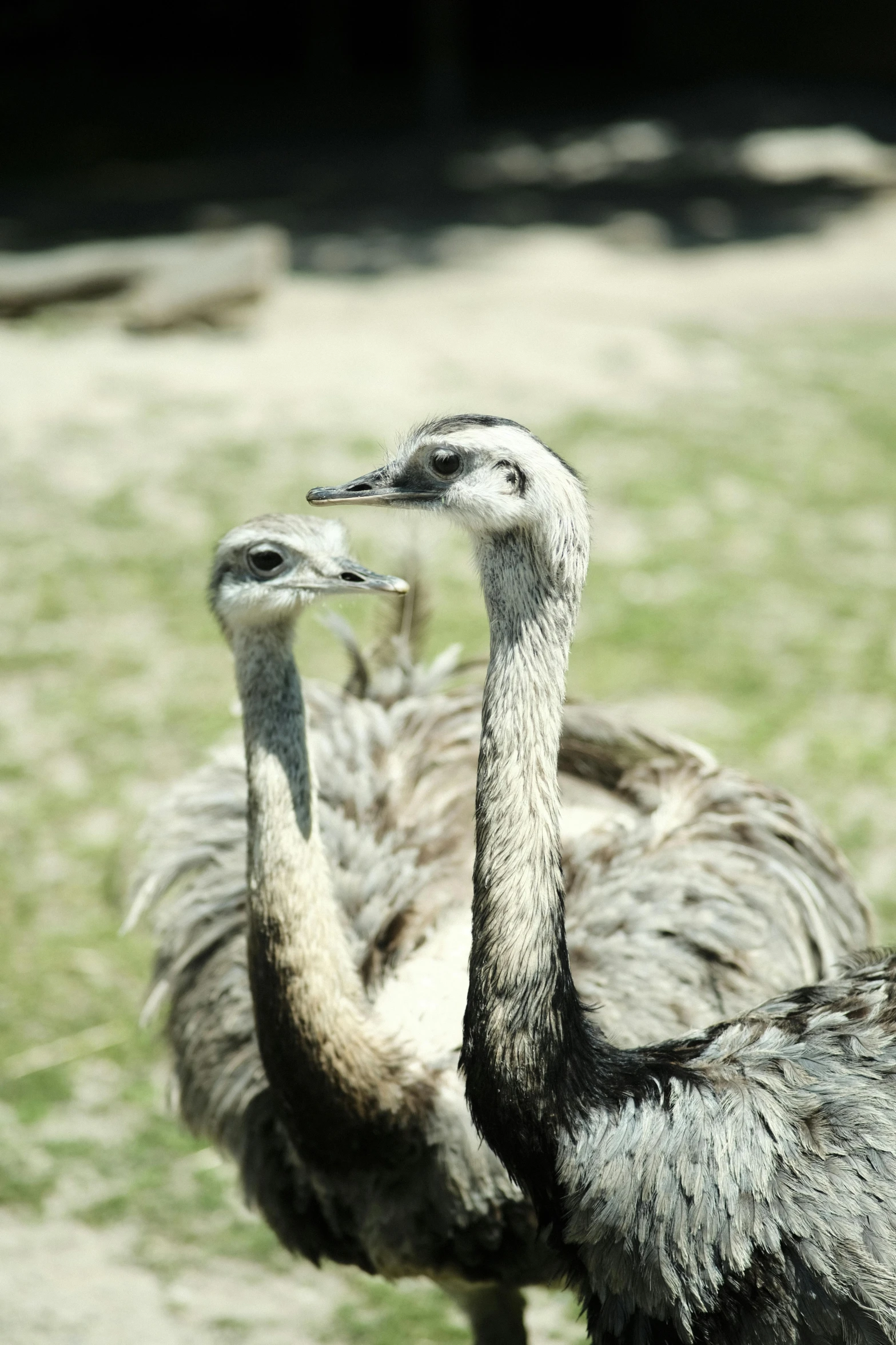 the ostrich's feathers are looking very different