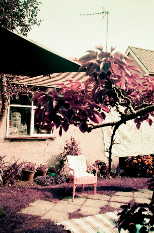 the chair is under a pink tree outside