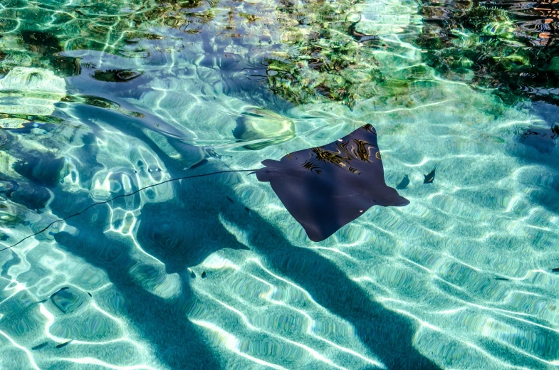 a rayfish in clear water with green vegetation