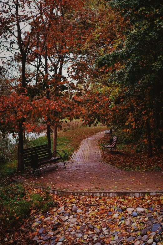 a park bench in front of a tree with colorful leaves