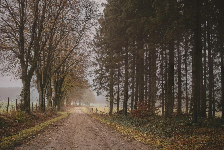 a dirt road with trees along the side and grassy fields behind it