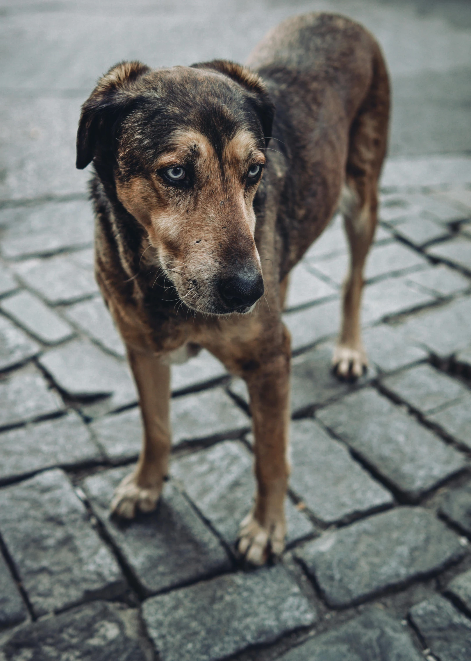 the large brown dog is standing on a sidewalk