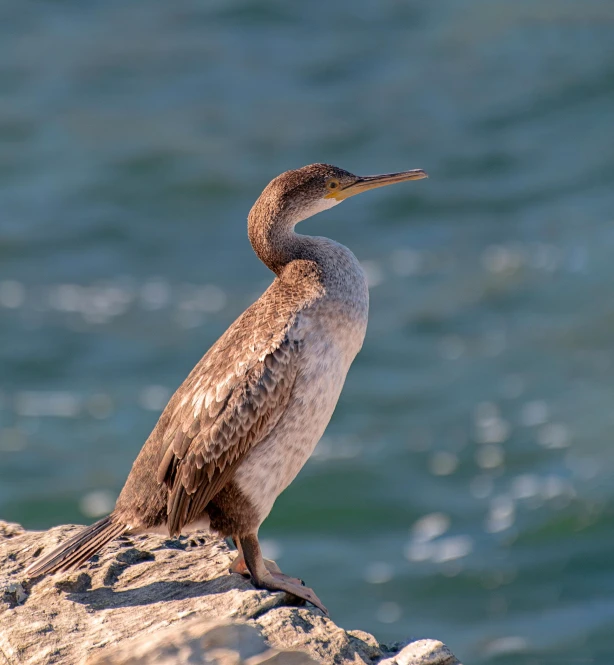 a bird sits on a rock by the water